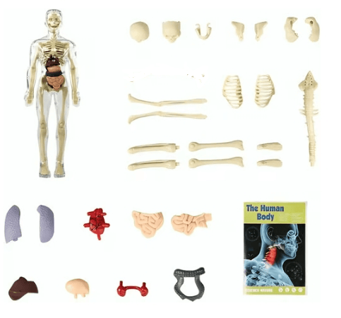 🧑⚕️ Transparent Human Body Structure Model ✨